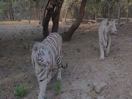 Gujarat's Sakkarbaug Zoo Welcomes A Pair Of White Tigers Gujarat's Sakkarbaug Zoo Welcomes A Pair Of White Tigers