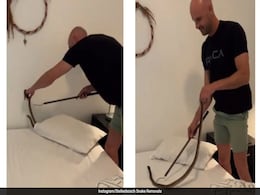 Video: Venomous Cape Cobra Found Under Pillow In South African Home Video: Venomous Cape Cobra Found Under Pillow In South African Home