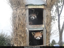 Two Red Panda Cubs Born In Sikkim&#039;s Himalayan Zoological Park After 7 Years