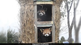 Two Red Panda Cubs Born In Sikkim's Himalayan Zoological Park After 7 Years
