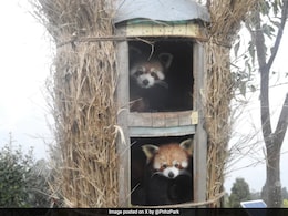 Two Red Panda Cubs Born In Sikkim's Himalayan Zoological Park After 7 Years