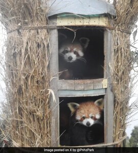 RED PANDA/Tensor　3月3日(最終)までの大幅値下げ！ Two Red Panda Cubs Born In Sikkim's Himalayan Zoological Park