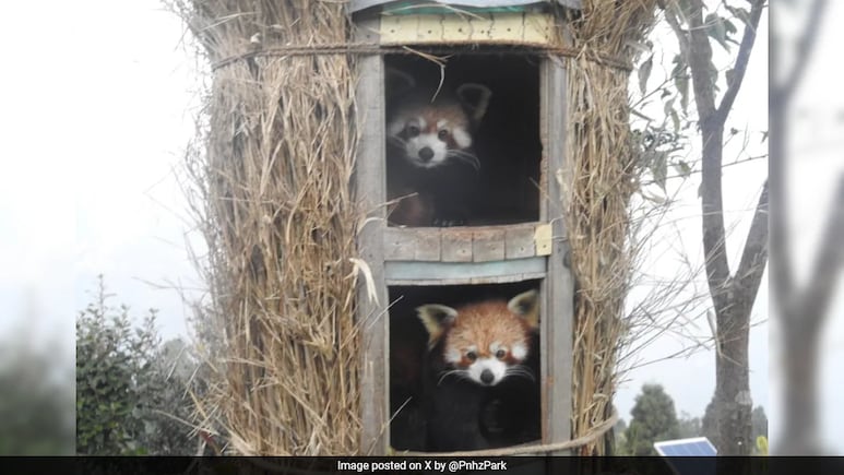 Two Red Panda Cubs Born In Sikkim's Himalayan Zoological Park After 7 Years
