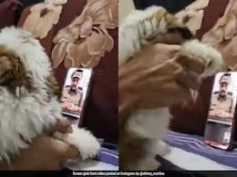 Watch: How Mumbai Man Used His Puppy To Outsmart Scammer Posing As Cop Watch: How Mumbai Man Used His Puppy To Outsmart Scammer Posing As Cop