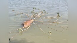 Leopard : एमपी में यहां डैम में मिला तेंदुए का शव, शिकार की आशंका !&nbsp;जांच में जुटी टीम