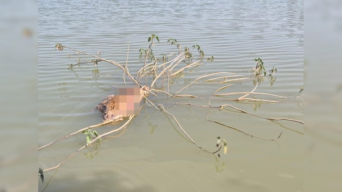Dead Leopard Floating Leopard : एमपी में यहां डैम में मिला तेंदुए का शव, शिकार की आशंका ...