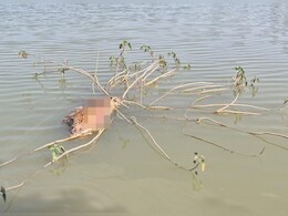 Leopard : एमपी में यहां डैम में मिला तेंदुए का शव, शिकार की आशंका ! जांच में जुटी टीम Leopard : एमपी में यहां डैम में मिला तेंदुए का शव, शिकार की आशंका ! जांच में जुटी टीम