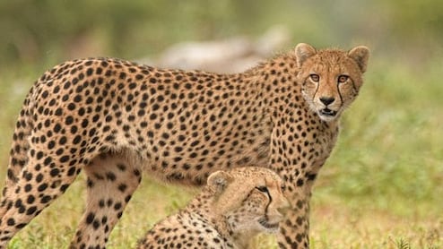 कूनो में फिर छोड़े जाएंगे तीन चीते, &nbsp;अंतर्राष्ट्रीय चीता दिवस पर मुख्यमंत्री डॉ. यादव देंगे तोहफा