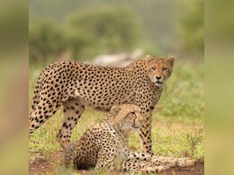 भारत में चीतों को कूनो के बाद मिलेगा दूसरा घर, CM मोहन यादव छोड़ेंगे दो चीते