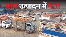 Jabalpur: मटर उत्पादन ने रचा इतिहास, इतना हुआ व्यापार की छोटी पड़ गई मंडी! देश में मटर का केंद्र बना जबलपुर