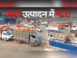 Jabalpur: मटर उत्पादन ने रचा इतिहास, इतना हुआ व्यापार की छोटी पड़ गई मंडी! देश में मटर का केंद्र बना जबलपुर