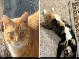 Scientists Identify Gene Behind Orange Fur In Cats Scientists Identify Gene Behind Orange Fur In Cats