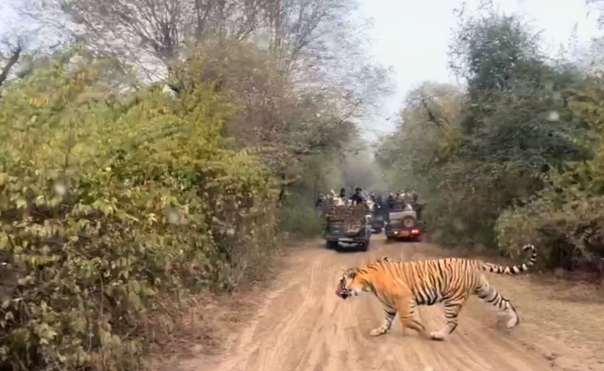 Tigress Gives Birth To 3 Cubs In Sariska Reserve, Total Population Now 53