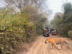 Tigress Gives Birth To 3 Cubs In Sariska Reserve, Total Population Now 53