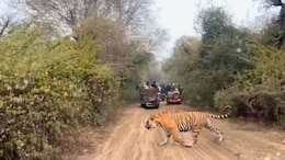 Tigress Gives Birth To 3 Cubs In Sariska Reserve, Total Population Now 53