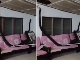 छत का सीना फाड़कर घर में घुसा 80 किलो का अजगर, नजर पड़ते ही कांप उठे घरवाले, रेस्क्यू टीम के भी छूटे पसीने  