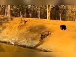 Panna Tiger Reserve : बाघ से डरा नहीं भालू का बच्चा... बल्कि लगा ललकारने, देखें Viral Video Panna Tiger Reserve : बाघ से डरा नहीं भालू का बच्चा... बल्कि लगा ललकारने, देखें Viral Video