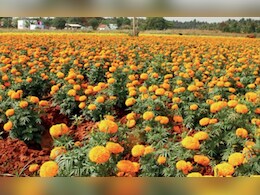 फूलों से लखपति बनेंगे कोरिया के किसान! लाखों रुपये का मुनाफ़ा कमाने के लिए बनी है ये योजना 