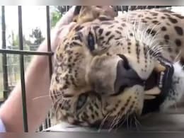 रेस्क्यू के बाद पिंजरे में बंद तेंदुए पर शख्स लुटा रहा था प्यार, सिर पर प्यार से फेर रहा था हाथ, तभी.. रेस्क्यू के बाद पिंजरे में बंद तेंदुए पर शख्स लुटा रहा था प्यार, सिर पर प्यार से फेर रहा था हाथ, तभी..