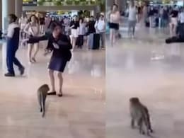 एयरपोर्ट में अचानक घुस आया बंदर, देख पैसेंजर्स में मची अफरा तफरी और फिर... एयरपोर्ट में अचानक घुस आया बंदर, देख पैसेंजर्स में मची अफरा तफरी और फिर...