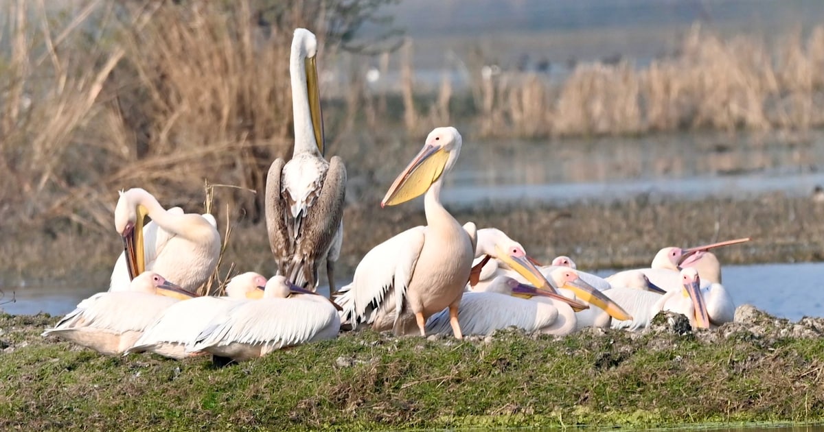 Birds that migrate to india every winter