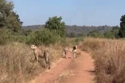 Two Male Cheetahs Released Into Open Wild Areas At Kuno National Park Two Male Cheetahs Released Into Open Wild Areas At Kuno National Park