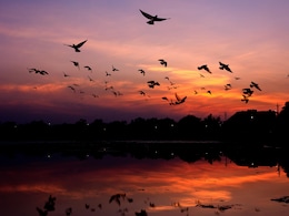 Over 16.56 Lakh Birds Flock To Odisha Wetlands This Winter Over 16.56 Lakh Birds Flock To Odisha Wetlands This Winter