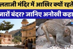 Jaipur के Galtaji Temple में आखिर क्यों रहते हैं हजारों बंदर, जानिए अनोखी कहानी Jaipur के Galtaji Temple में आखिर क्यों रहते हैं हजारों बंदर, जानिए अनोखी कहानी