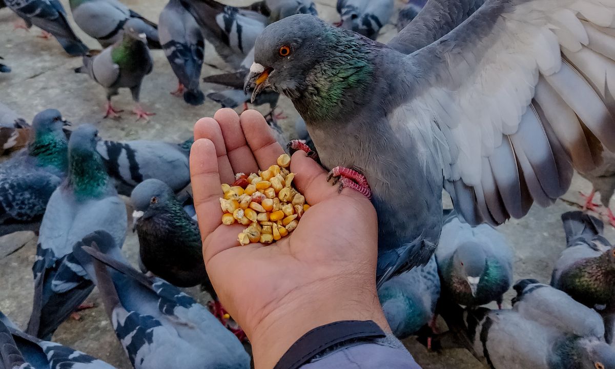 Mumbai Man Choked, Daughter Beaten Up For Opposing Pigeon Feeding