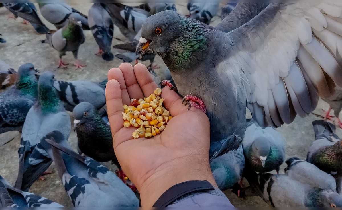 Жена беше пребита с желязна пръчка а възрастният й баща