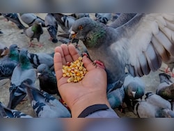 Mumbai Man Choked, Daughter Beaten Up For Opposing Pigeon Feeding