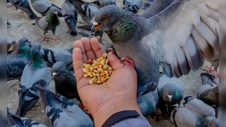 Mumbai Man Choked, Daughter Beaten Up For Opposing Pigeon Feeding Mumbai Man Choked, Daughter Beaten Up For Opposing Pigeon Feeding