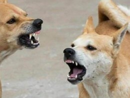 आवारा कुत्ते ने फैलाई दहशत ! 6 को काटा, गुस्साई भीड़ ने उतार दिया मौत के घाट 