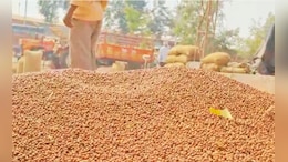 Tur Price : तुरीचे दर घसरले, मात्र आवकही घटली; सध्याचे दर किती?&nbsp;