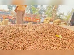 Tur Price : तुरीचे दर घसरले, मात्र आवकही घटली; सध्याचे दर किती? 