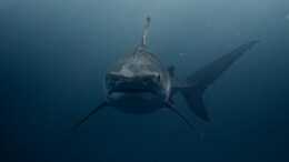 How Ocean Acidification Could Cause Dental Problems For Sharks
