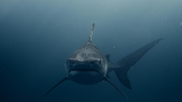 17-Year-Old Girl Killed By Shark While Swimming Near Australia's Brisbane