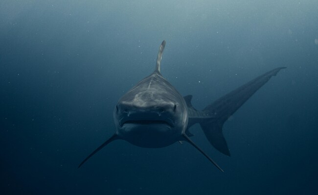 17-Year-Old Girl Killed By Shark While Swimming Near Australia's Brisbane