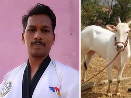 जिवापाड जपलेल्या बैलानेच घात केला! मालकाला मारलं अन् जीव सोडला; हृदयद्रावक घटना