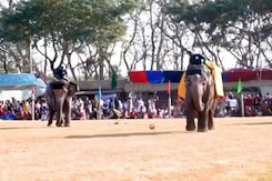 Elephant Festival In Nepal | Mega Millions Lottery Ticket Buyers Seek Chance To Win Elephant Festival In Nepal | Mega Millions Lottery Ticket Buyers Seek Chance To Win