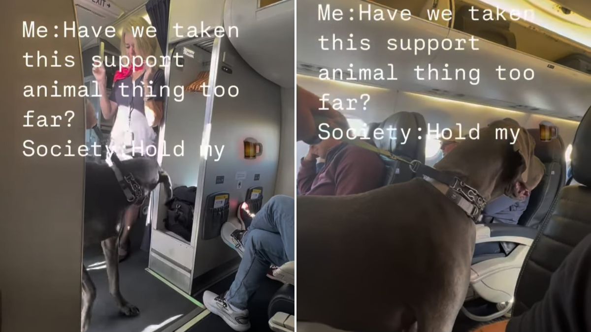 Viral: Passenger's Great Dane As "Support" Dog On Flight Sparks Debate