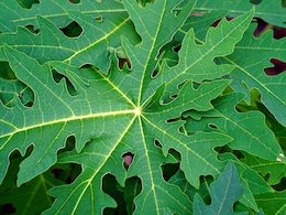 पपीते के पत्ते शरीर के लिए नहीं हैं किसी वरदान से कम, यहां जानिए Papaya Leaves खाने के फायदे  पपीते के पत्ते शरीर के लिए नहीं हैं किसी वरदान से कम, यहां जानिए Papaya Leaves खाने के फायदे