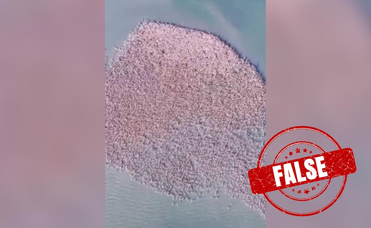 Fact Check: Video Of Flamingos Is Falsely Shared As That Of Navi Mumbai
