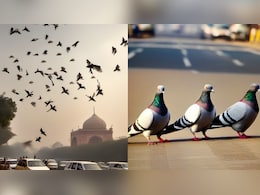 क्या दिल्ली NCR के कबूतरों वाले चौराहे बीमारी के अड्डे हैं? क्या दिल्ली NCR के कबूतरों वाले चौराहे बीमारी के अड्डे हैं?