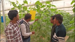 किसानों को आत्मनिर्भर बना रहा जोधपुर का 'काजरी', हाईटेक खेती से युवाओं को मिल रहा मुनाफा