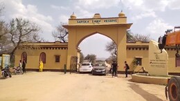New Year Picnic: सरिस्का टाइगर रिजर्व में मनाना चाहते हैं नये साल की पिकनिक तो पहले पढ़ लें यह खबर