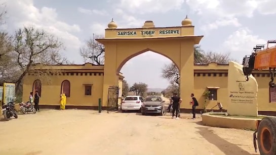 New Year Picnic: सरिस्का टाइगर रिजर्व में मनाना चाहते हैं नये साल की पिकनिक  तो पहले पढ़ लें यह खबर | New Year Picnic you want celebrate New Year picnic  in Sariska