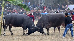 "Buffaloes Beaten, Bulbuls Drugged": PETA Welcomes Key Judgment In Assam