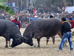 "Buffaloes Beaten, Bulbuls Drugged": PETA Welcomes Key Judgment In Assam