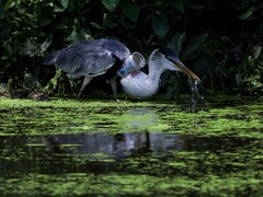 Brazil Heron Flies After Rescuers Remove Plastic Cup From Its Throat